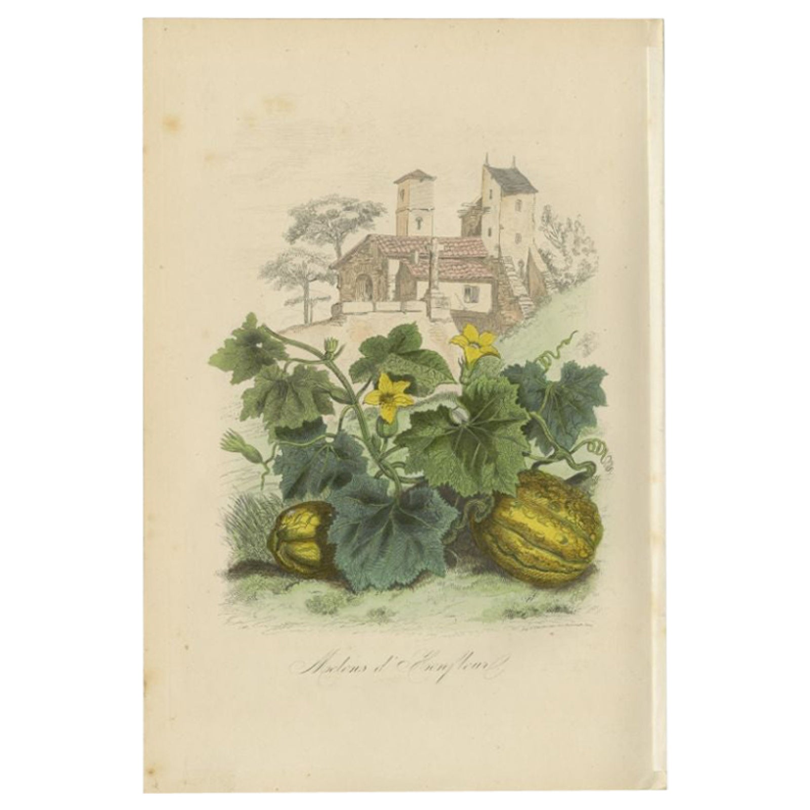 Antique Print of the Honfleur Melon by Comte, 1854