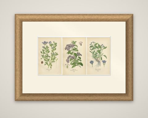 1897 Vibrant Botanical Prints, Baby Blue Eyes, Cherry Pie and Blue Eyed Mary, shown framed