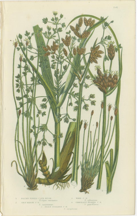 Common Wall Spleenwort Ferns, Victorian Botanical Prints, 1873 Pair, view 2