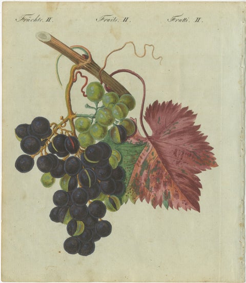 Vineyard Treasures: Exquisite Hand-Colored 19th-Century Grapevine Engraving, view 2