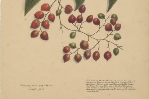 New Zealand Native Plants & Fruits, Set of Three Botanical Lithographs, 1890, close-up 2
