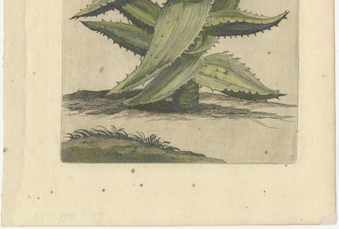 Caulescent African Aloe from Caspar Commelin’s "Praeludia Botanica", 1703, close-up 3