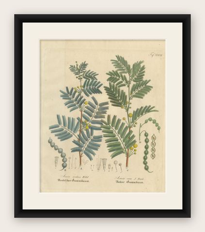 Antique Gum Arabic Botanical Print, Acacia Arabica & Acacia Vera, c.1831, shown framed