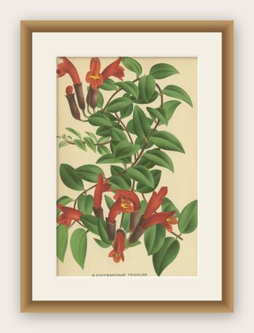 Antique Print of the Lipstick Plant, c.1880, shown framed