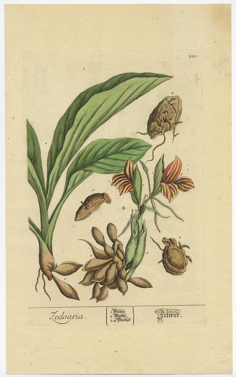 Botanical Illustration of White Turmeric (Curcuma zedoaria) by Blackwell, 1696, view 3