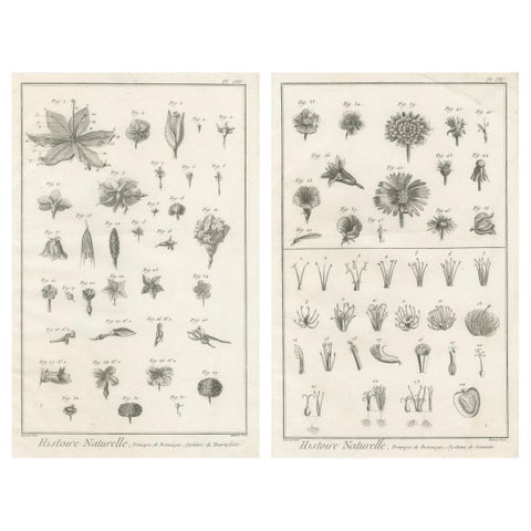 Pair of Antique Botanical Engravings, Tournefort & Linnæus Systems, ca. 1770