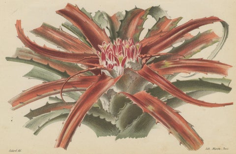 Exotic Elegance: Silver Vase Plant in Vintage Chromolithographic Art, circa 1890, close-up 3