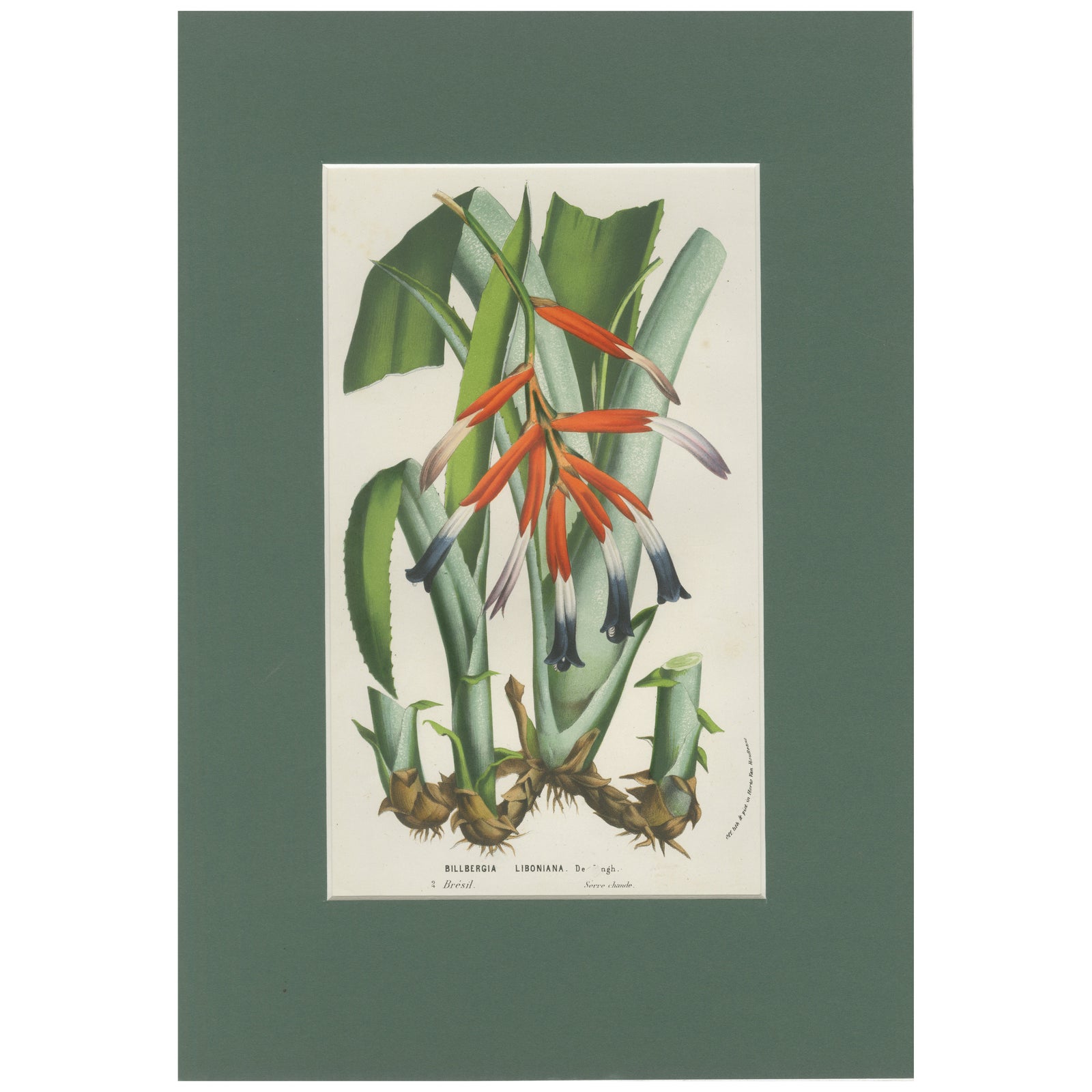 Billbergia liboniana, A Rare 19th-Century Botanical Illustration by van Houten