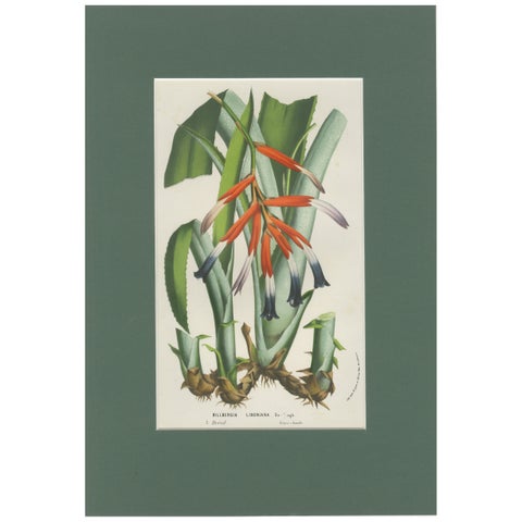 Billbergia liboniana, A Rare 19th-Century Botanical Illustration by van Houten