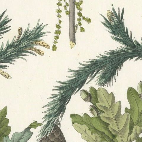 Hand-Colored Botanical Lithograph of Spruce, Oak, Currant, 1854, close-up 5