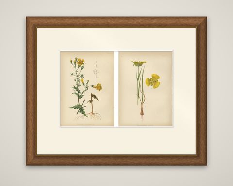 Native US Flora, Two Original Botanical Chromolithograps, 1879, shown framed