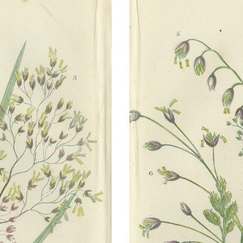 Club Moss Varieties, Hand-Colored Engravings, Victorian, 1873 Pair, close-up 1