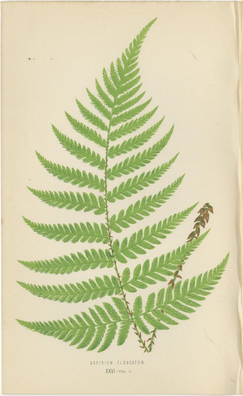 Set of 3 Antique Fern Prints, Aspidium Pubescens, Elongatum, Dilatatum (c.1868), view 3