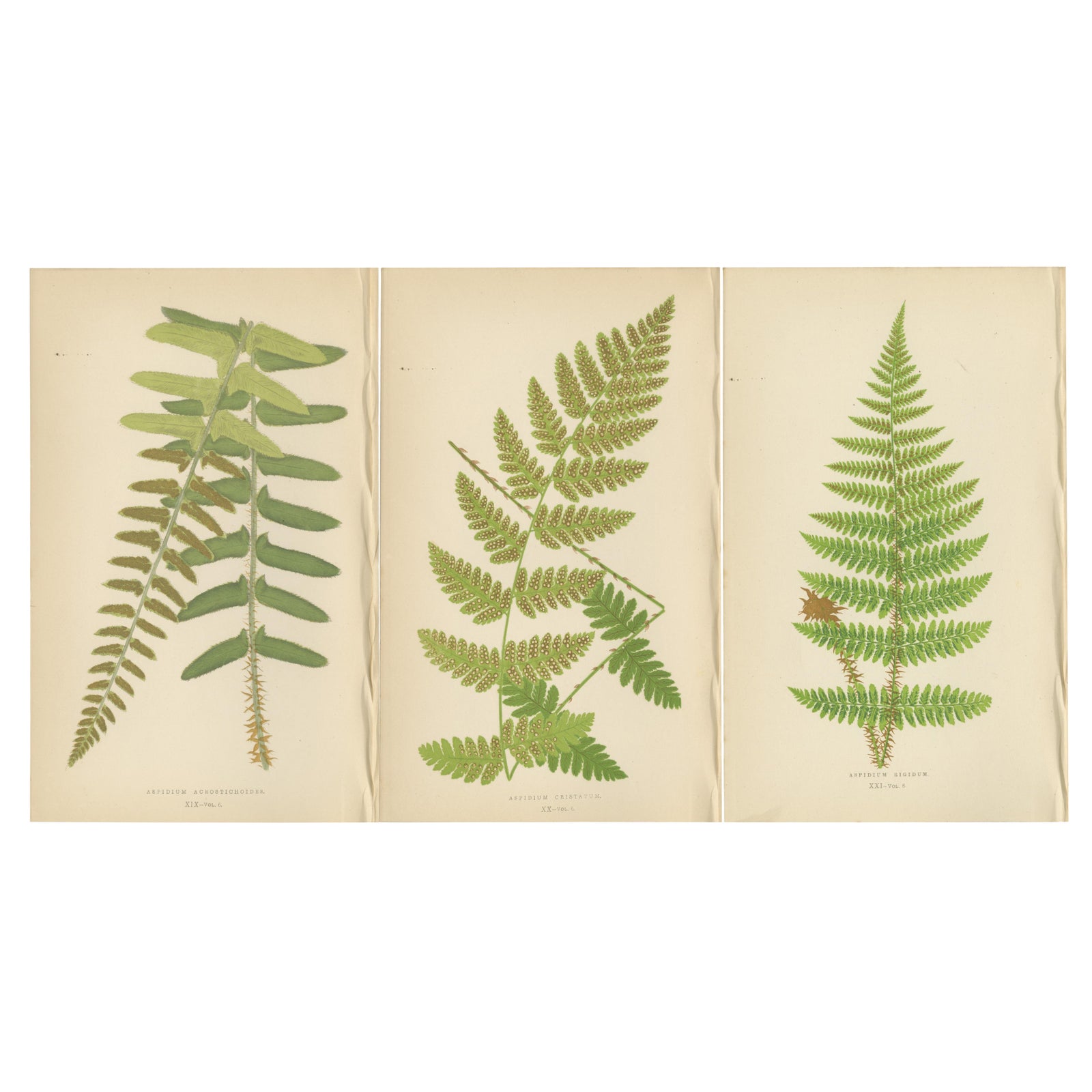 Antique Hand-Colored Fern Prints, Aspidium Acrostichoides, Cristatum, Rigidum