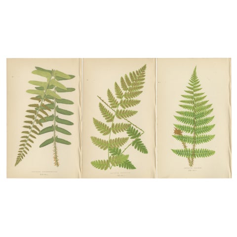 Antique Hand-Colored Fern Prints, Aspidium Acrostichoides, Cristatum, Rigidum