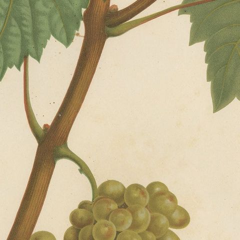 Rare Original Antique Lithograph of the Jouannen Grape Variety, 1890, close-up 2