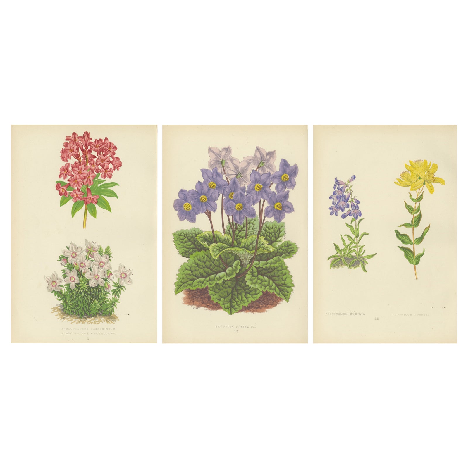 Antique Botanical Wall Art Set of 3, Alpine Rose, Primrose & Wildflowers, 1874