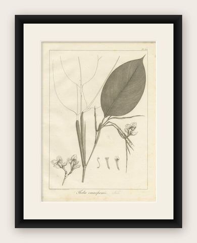 Antique Print of a Thalia Plant Species by Symes '1800', shown framed