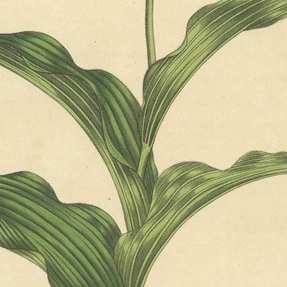 Antique Botany Print of Cypripedium Calceolus by Curtis, circa 1817, close-up 2