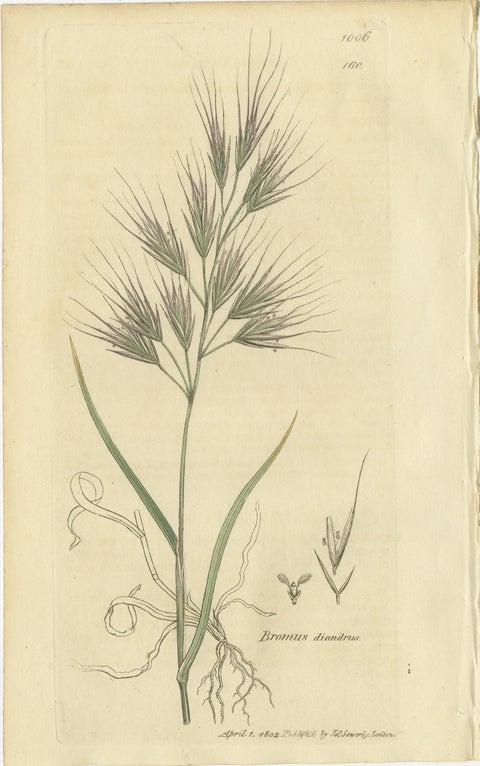 Set of 8 Antique Botanical Engravings of Bromus (Brome Grasses), c.1830, view 9