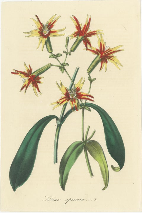Vibrant Botanical Chromolithographs: A Showcase of Exotic Blooms, 1875, view 3