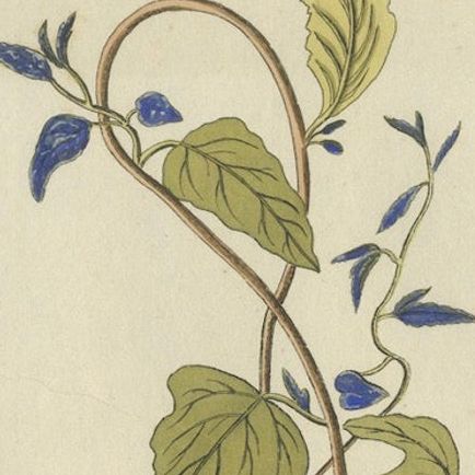 Convolvulus Jalapa Botanical Engraving, Icones Plantarum Medicinalium, 1788, close-up 4