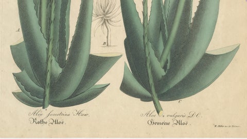 Antique Botanical Print of Aloe Socotrina & Aloe Vulgaris, c.1831, close-up 4