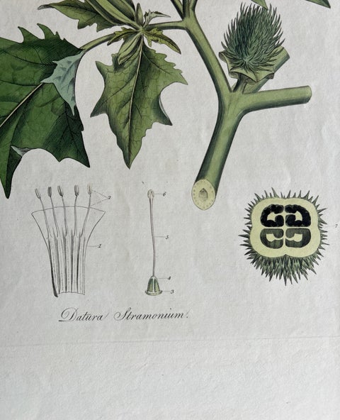 Datura Stramonium, Thorn Apple Botanical Engraving by Curtis c.1817, view 5