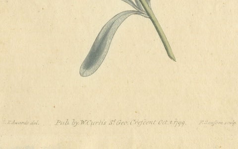 Antique Botanical Engraving of Silverbush, Rare 1799 Floral Print by Curtis, close-up 2
