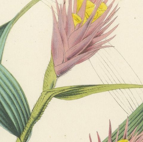 Caravata Plant Botanical Illustration by Louis van Houtte, 19th Century, close-up 5
