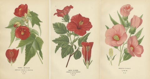 Floral Masterpieces: A Collection of 19th-Century Horticultural Art, 1896, view 2