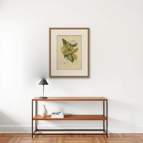 Original Antique Botanical Chromolithograph of White Birdcatcher Tree, c. 1880, shown framed on a wall, true to size