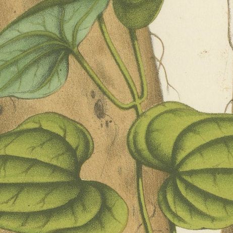 Botanical Illustration of Chinese Yam: Dioscorea Batatas, c.1855, close-up 6