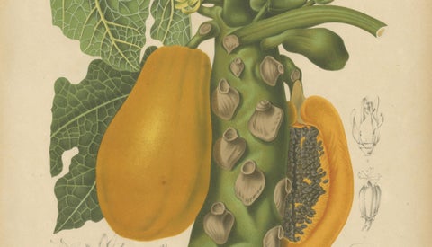 Antique Papaya Botanical Chromolithograph by Hoola van Nooten, c. 1880, close-up 3
