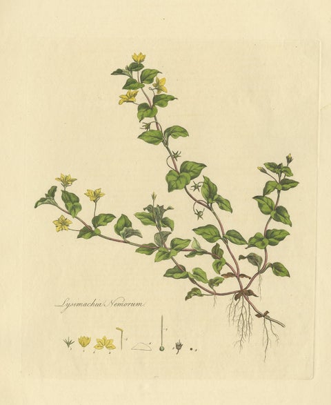 Antique Botany Print of Lysimachia Nemorum by Curtis 'circa 1817', view 3