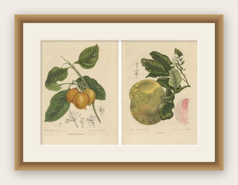 Set of Two Antique Prints, Citrus Decumana, Xanthochymus Dulcis, circa 1870, shown framed