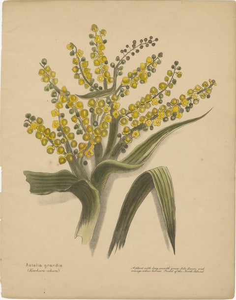 New Zealand Native Plants & Fruits, Set of Three Botanical Lithographs, 1890, view 4