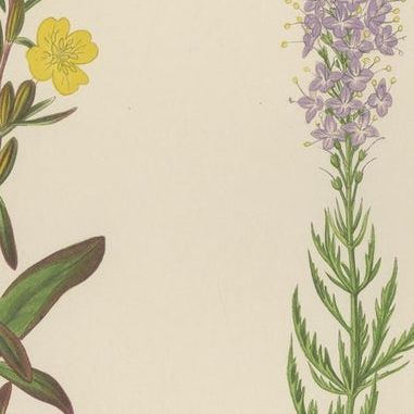 Antique Botanical Triptych with Erythronium Americanum and Bellflower c1870, close-up 2
