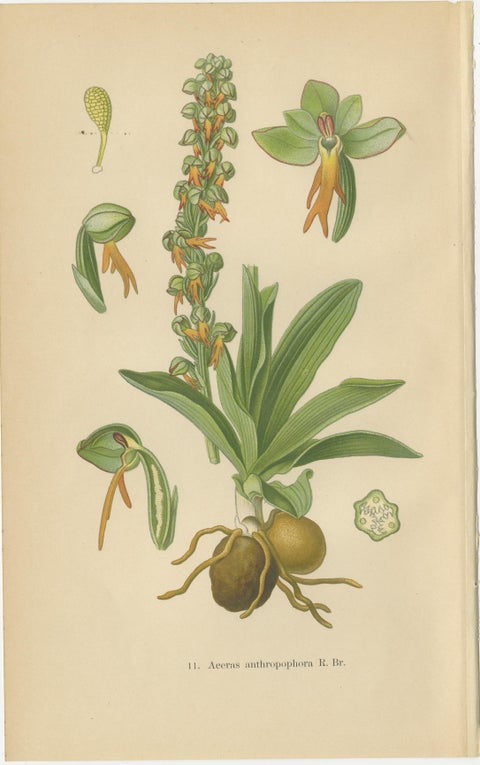 Original Botanical Treasures: The Orchids of Müller's 1904 Collection, view 5