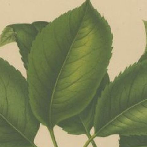 Antique Decorative Print of Japanese Pears, 1879, close-up 1
