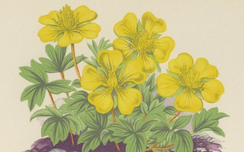 Yellow Cinquefoil and Rock Cranesbill, hand-coloured botanical print, 1874, close-up 3