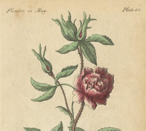 Antique Print of the Yellow Austrian Rose, Cinnamon Rose and Orange Lilly, 1747, view 6
