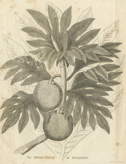 Antique Botanical Print of Breadfruit of Otaheite by Bryan Edwards, 1818, close-up 2