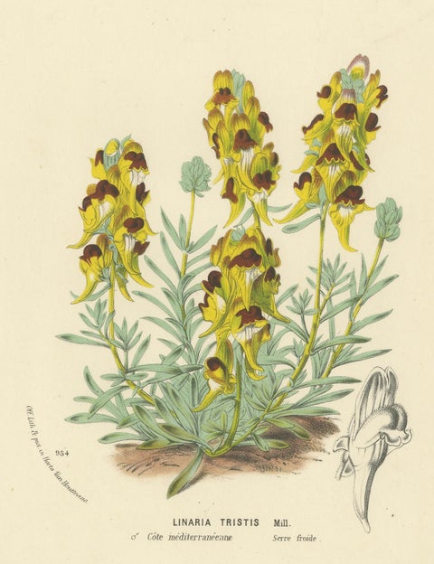 Toadflax 'Linaria Tristis' Botanical Illustration by Louis van Houtte, c.1850, close-up 3