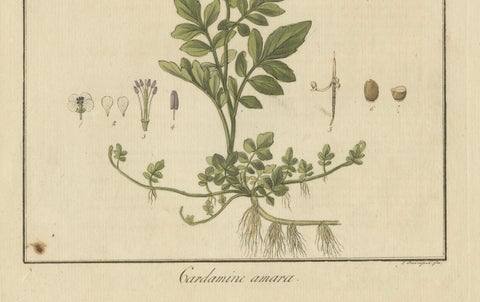 Detailed Engraved Botanical Study of Cardamine Amara or Bittercress, 1822, close-up 3