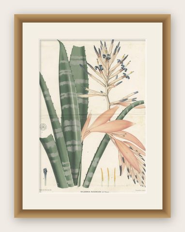 Antique Botany Print of a Billbergia Plant Species by De Vriese '1855', shown framed