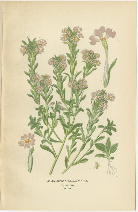 1897 Botanical Prints, Beard-Tongue, Collinsia, Zaluzianskya, and Monkey Flower, view 4