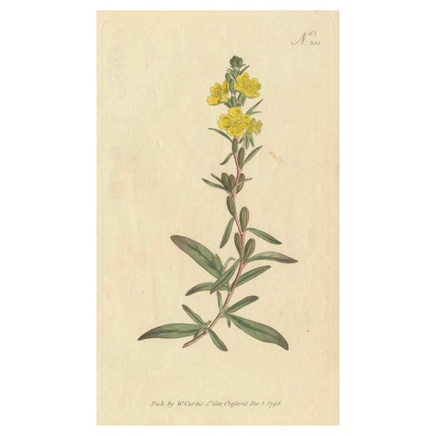 Botanical Engraving of Yellow Loosestrife (Lysimachia), Rare 1796 Floral Print