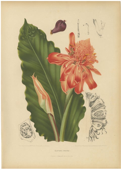 Antique Botanical Chromolithograph of Torch Ginger by Hoola van Nooten, c.1880
