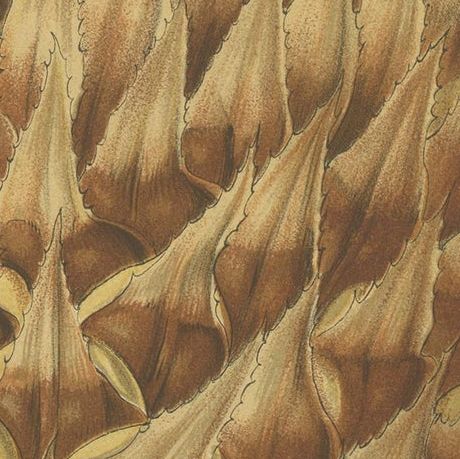 Antique Botany Print of Ananas Macrodontes '1878', close-up 2